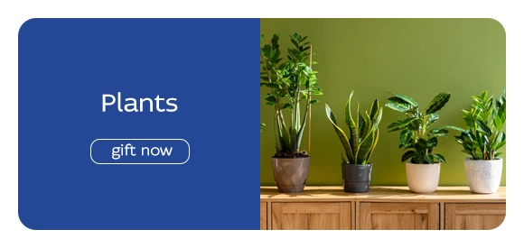 Plants