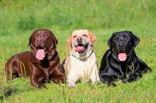 The LABRADOR RETRIEVER