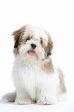 LHASA APSO