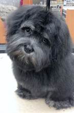 LHASA APSO