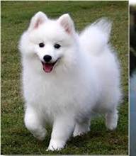 Japanese Spitz
