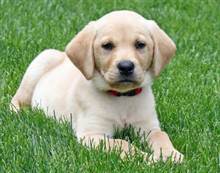 The LABRADOR RETRIEVER