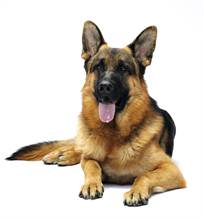 GERMAN SHEPHERD DOG