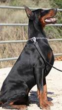 DOBERMAN