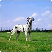 DALMATIAN