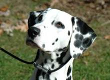 DALMATIAN