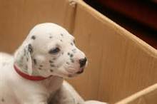 DALMATIAN
