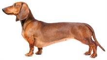 DACHSHUND