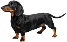 DACHSHUND