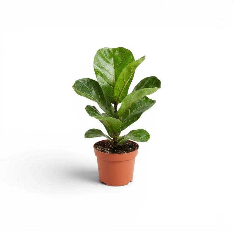 Fiddle Leaf Plant