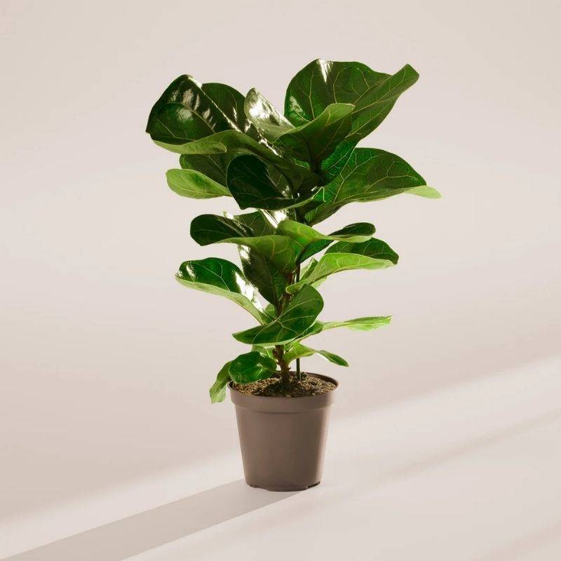 Fiddle Leaf Plant