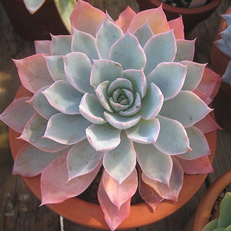 Echeveria Desmetiana Plant