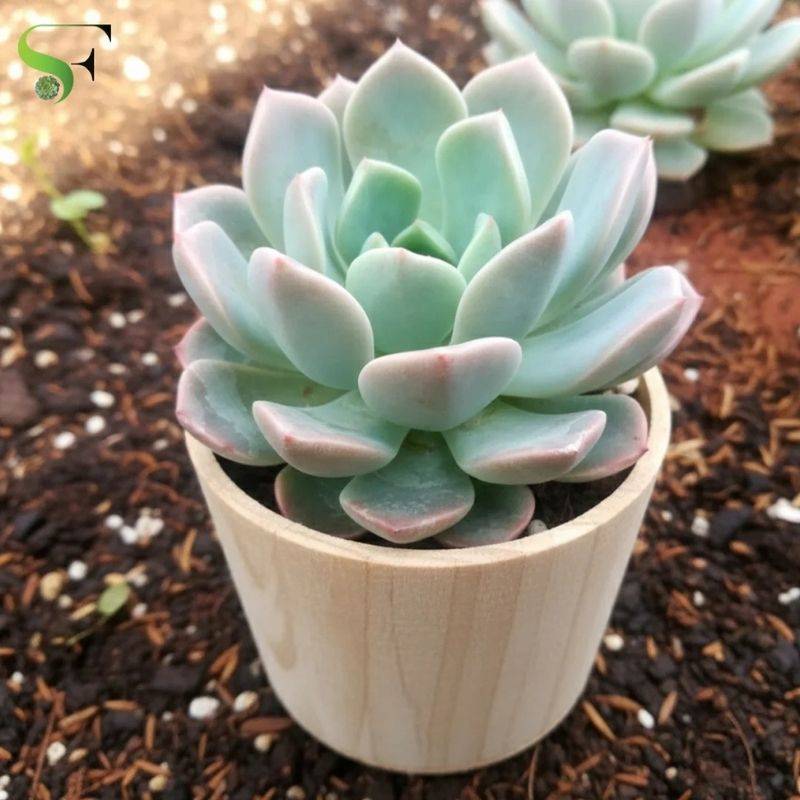 Echeveria Elegans Plant