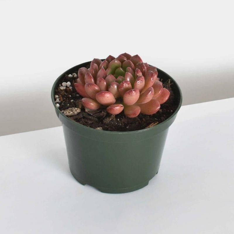 Sedeveria 'Pink Ruby' Plant