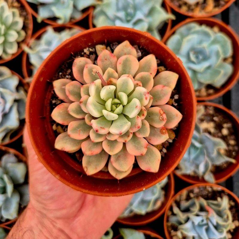 Sedeveria 'Pink Ruby' Plant