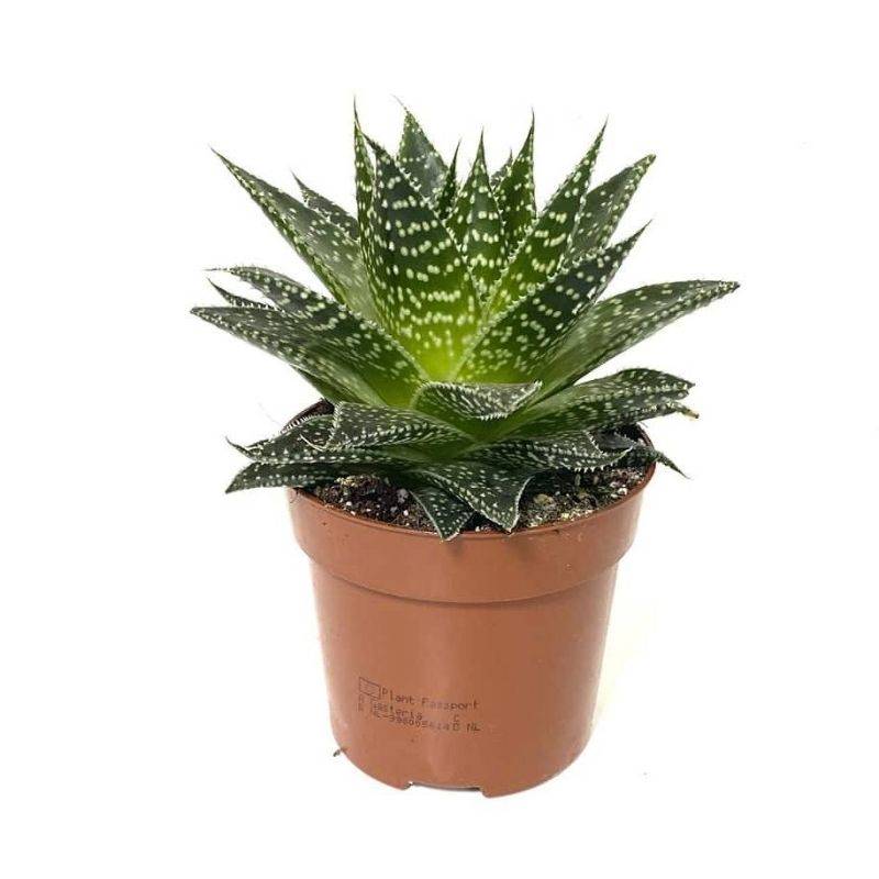 Haworthia - Aloe Aristata Plant