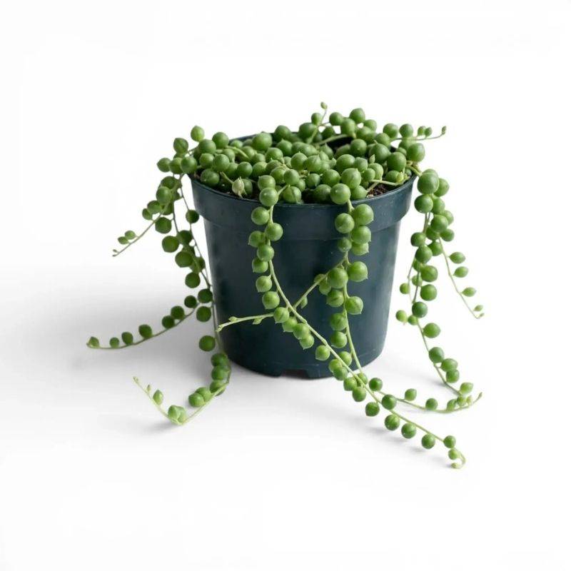 String of Pearls Plant