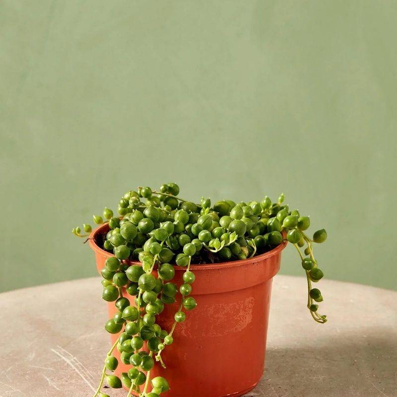 String of Pearls Plant