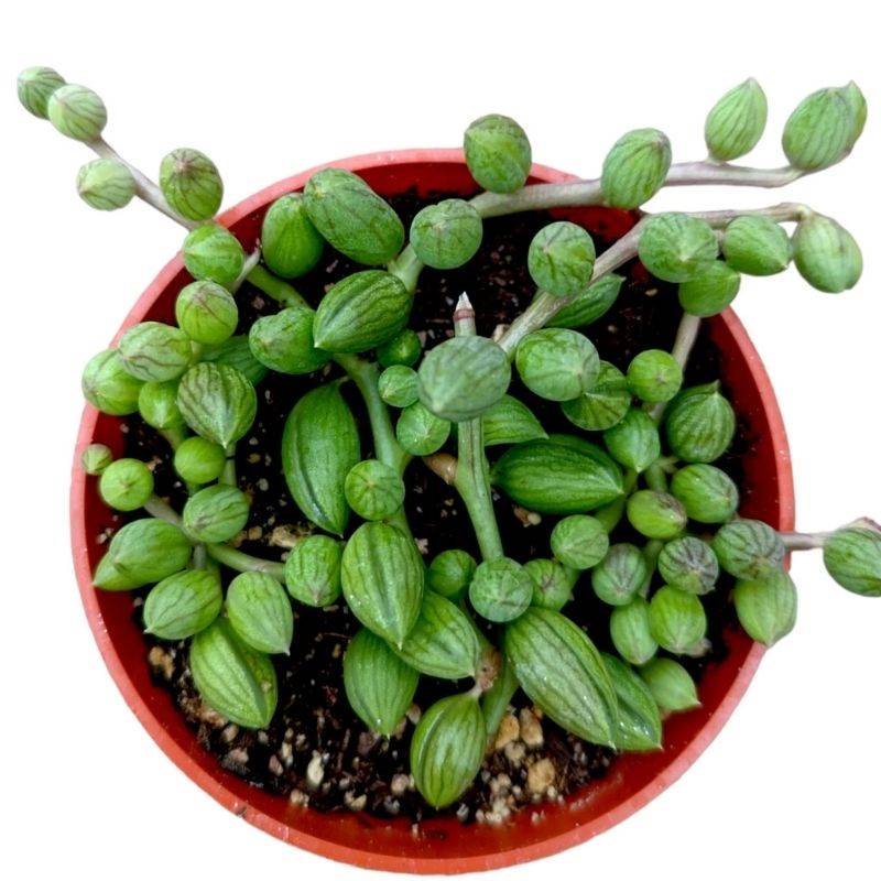 String of Tear Drops Plant