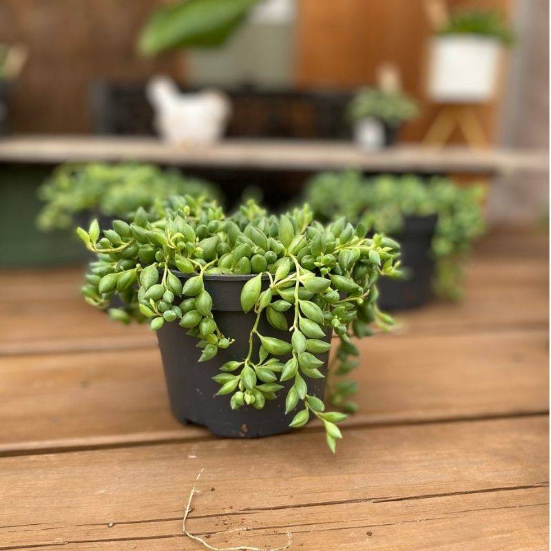 String of Tear Drops Plant