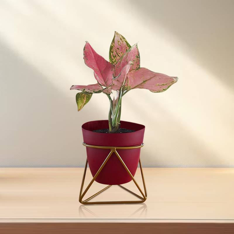 Aglaonema Pink in Metal Pot