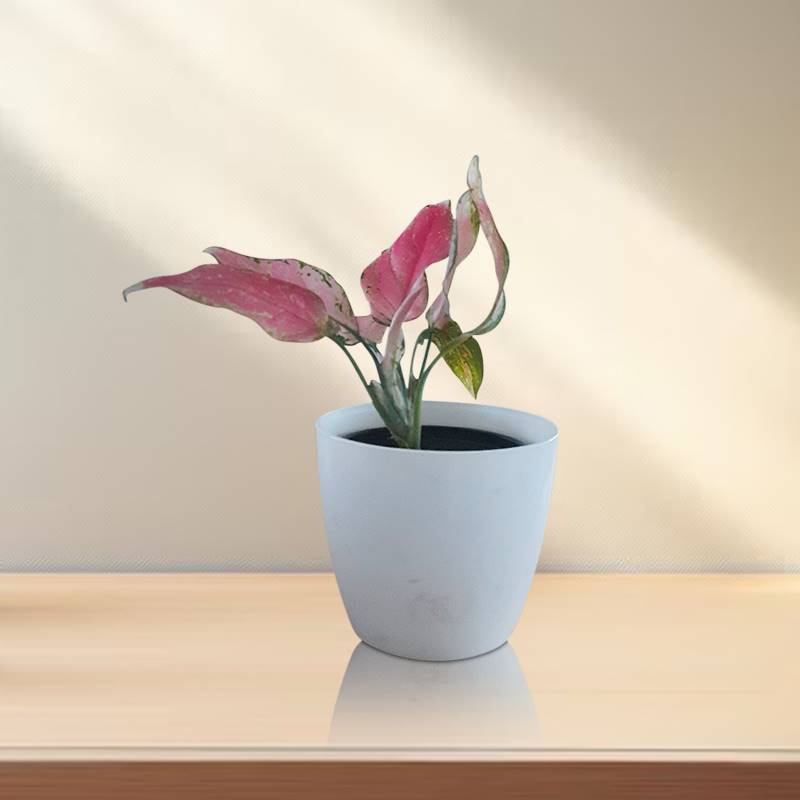 Aglaonema in White Plastic Pot