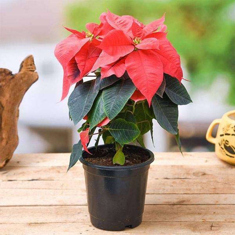 Poinsettia Red Plant