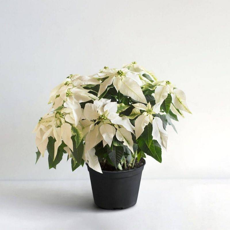 Poinsettia Candy Wintergreen Plant