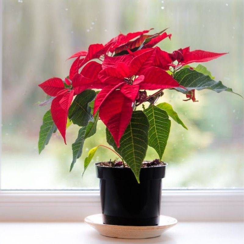 Poinsettia Candy Wintergreen Plant
