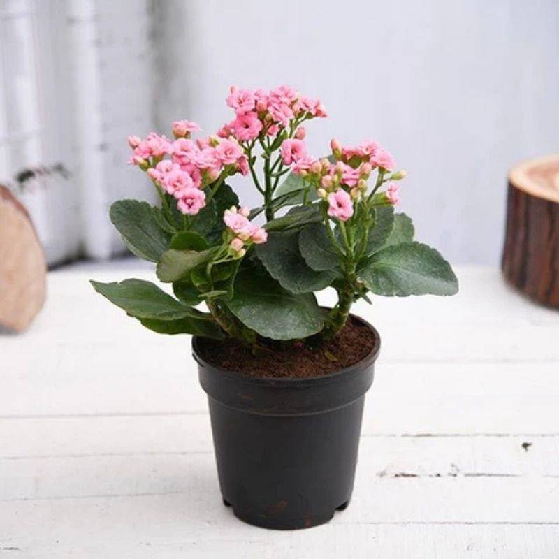 Kalinchoe Light Pink Plant