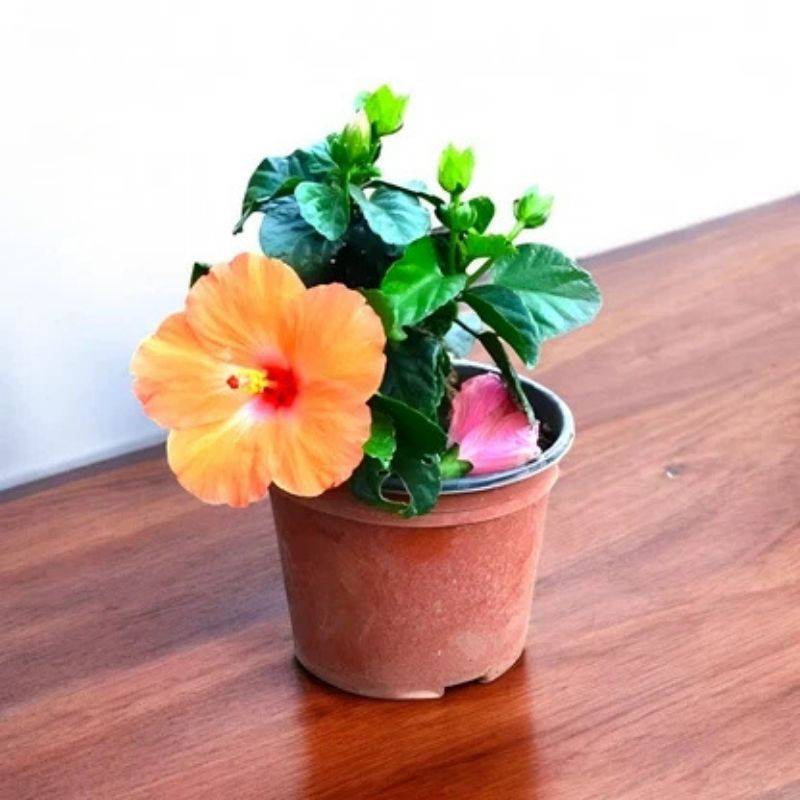 Hibiscus Orange Plant