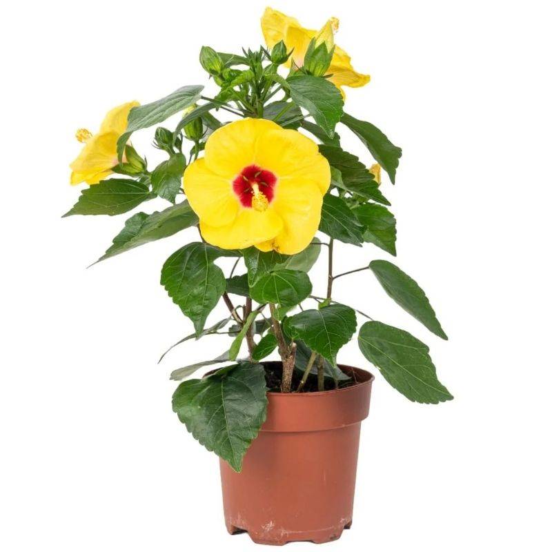Hibiscus Yellow Plant
