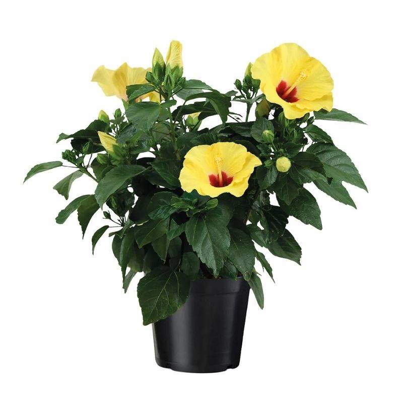 Hibiscus Yellow Plant