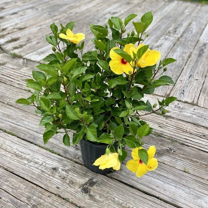Hibiscus Yellow Plant
