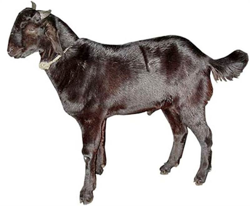 Dashain Ko Boka (15Kg)