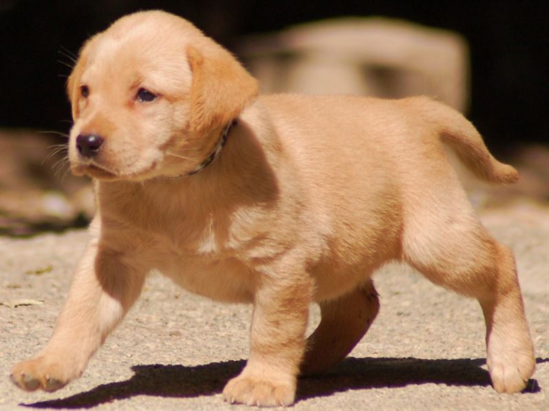 Labrador (A) Grade Puppy Golden