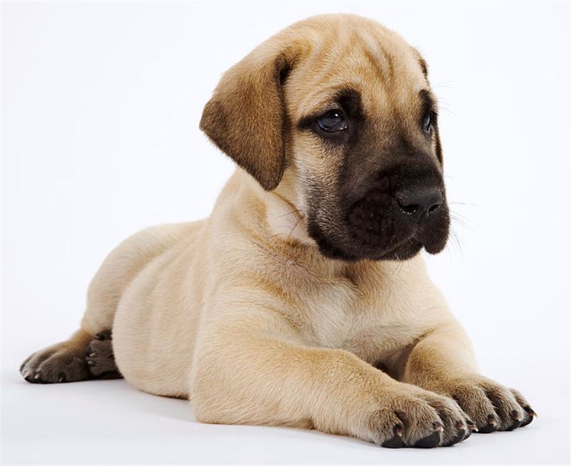 Great Dane (A) Grade Puppy