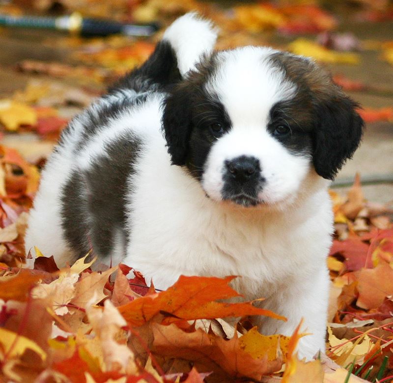 Saint Bernard (A) Grade Puppy