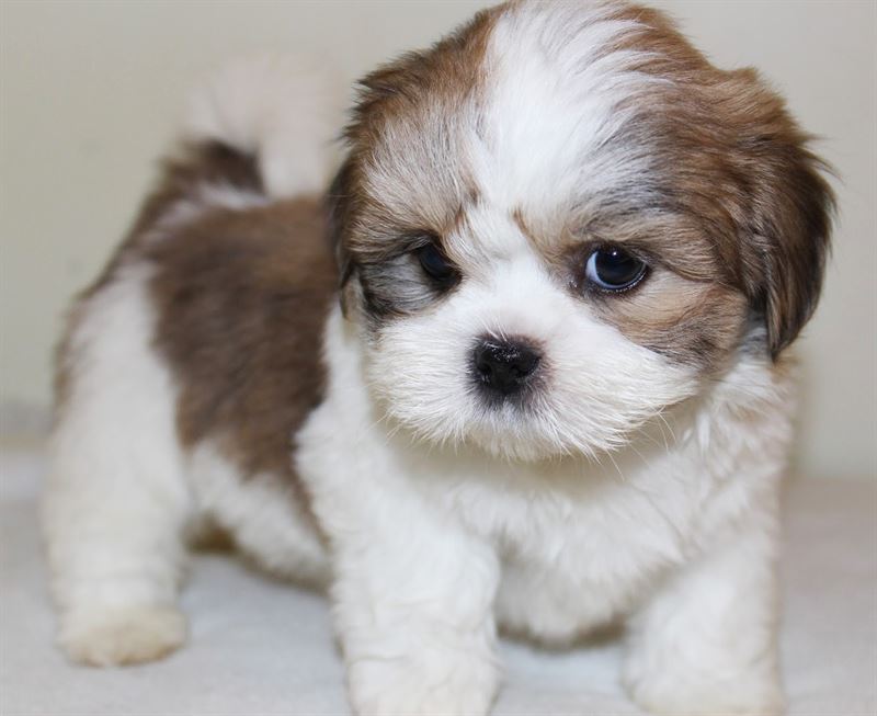 Lhasa Apso (A) Grade Puppy