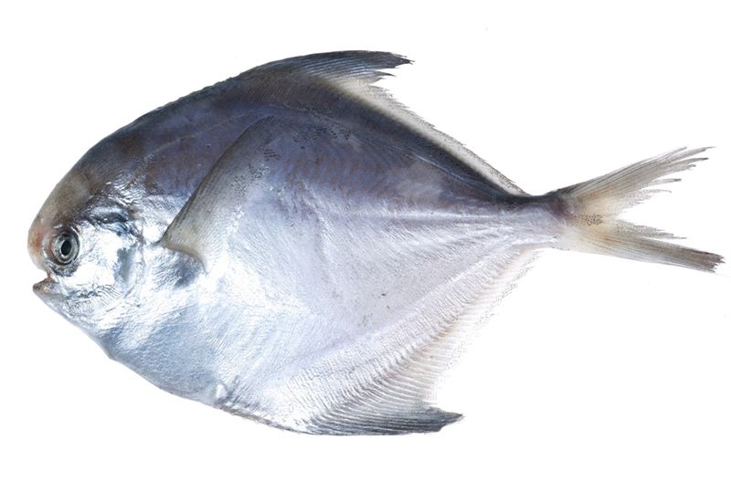 Pomfret Fish (1kg)