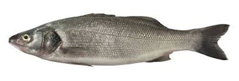 Sea Bass  (1kg)