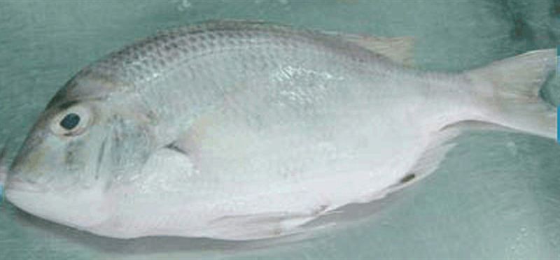 White Snapper (1kg)