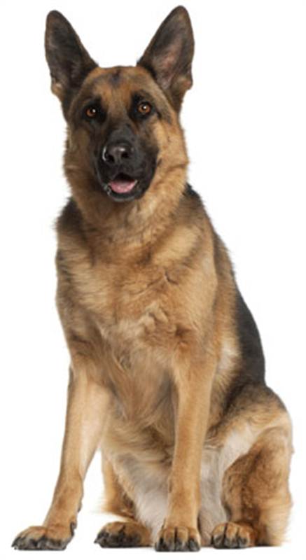 German shepherd dog online 2024 shopping