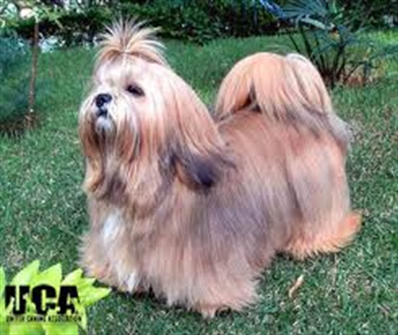 LHASA APSO