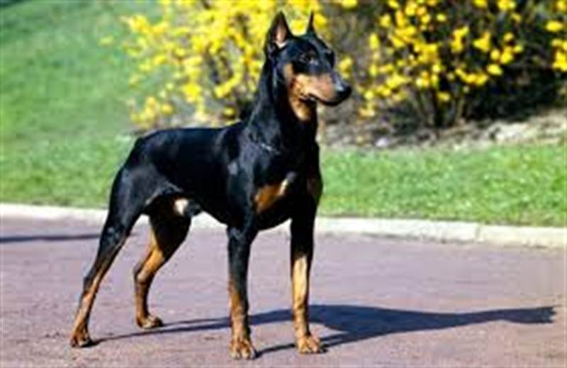 DOBERMAN