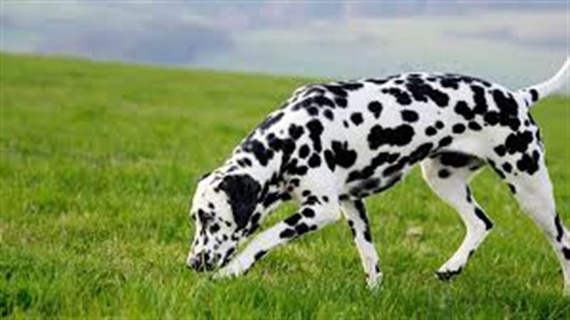 DALMATIAN