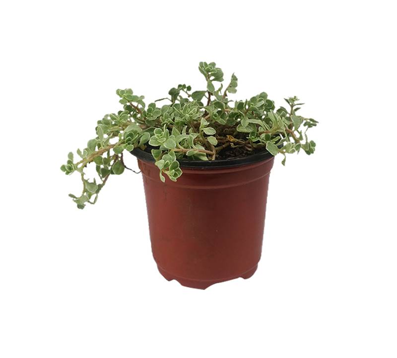 Sedum Lineare Plant