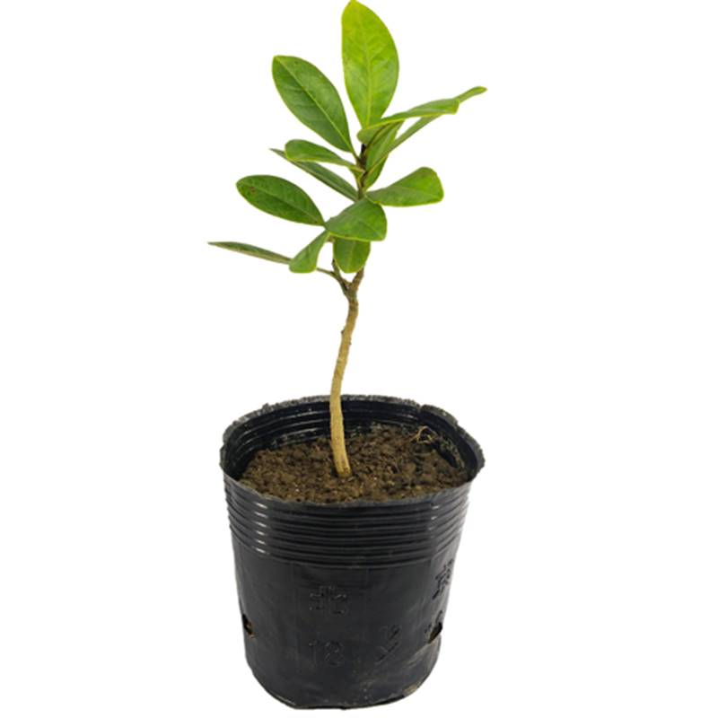 Magnolia Plant (Rukh Kamal)