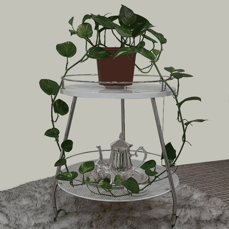 Golden Money Plant (Devil's Ivy)
