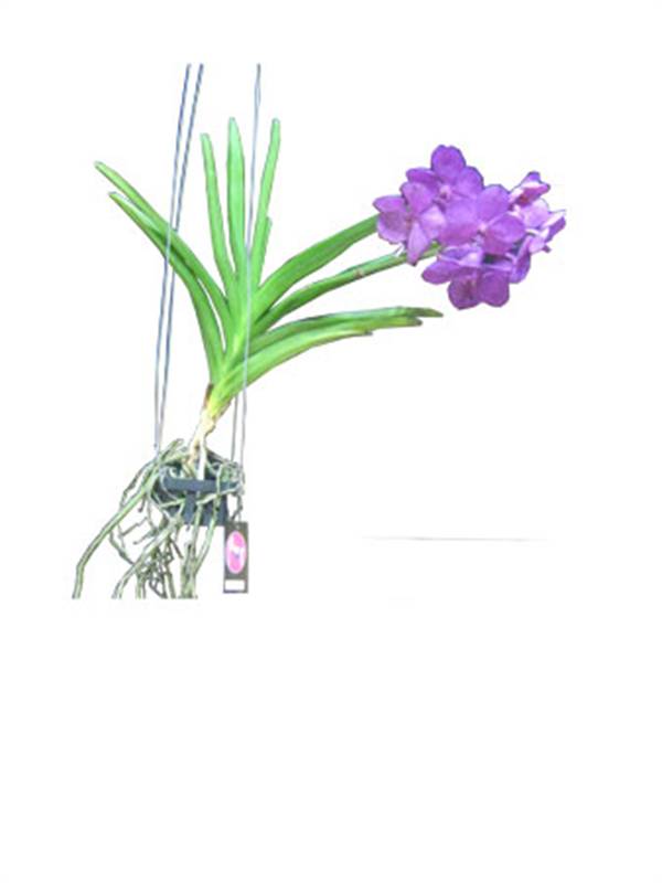 Orchid flower (ascda.pricess mikasa)